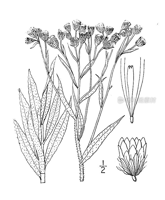 古植物学植物插图:Gnaphalium heleri，海勒的永恒